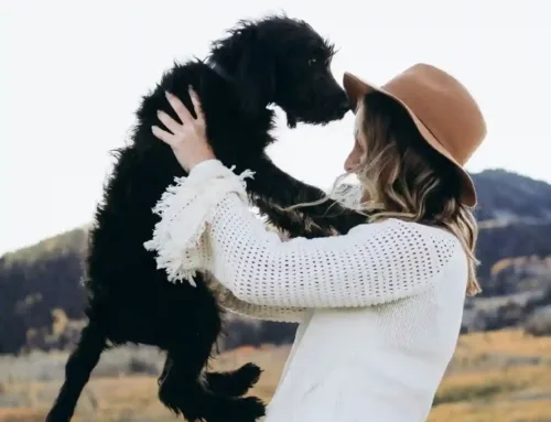 Bringing Pets Off-Road: Trail Prep for Your 4-Legged Adventurer