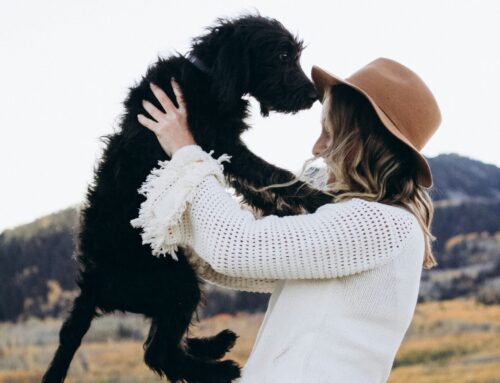 Bringing Pets Off-Road: Trail Prep for Your 4-Legged Adventurer